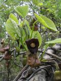 Aristolochia manshuriensis