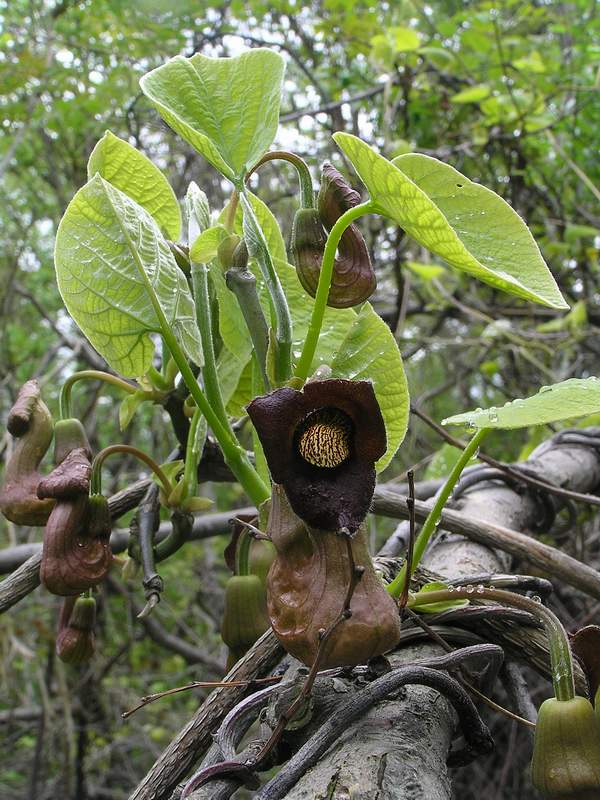 Image of Aristolochia manshuriensis specimen.