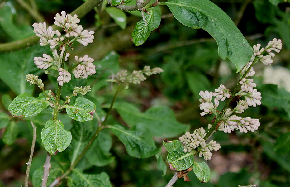 Изображение особи Syringa wolfii.