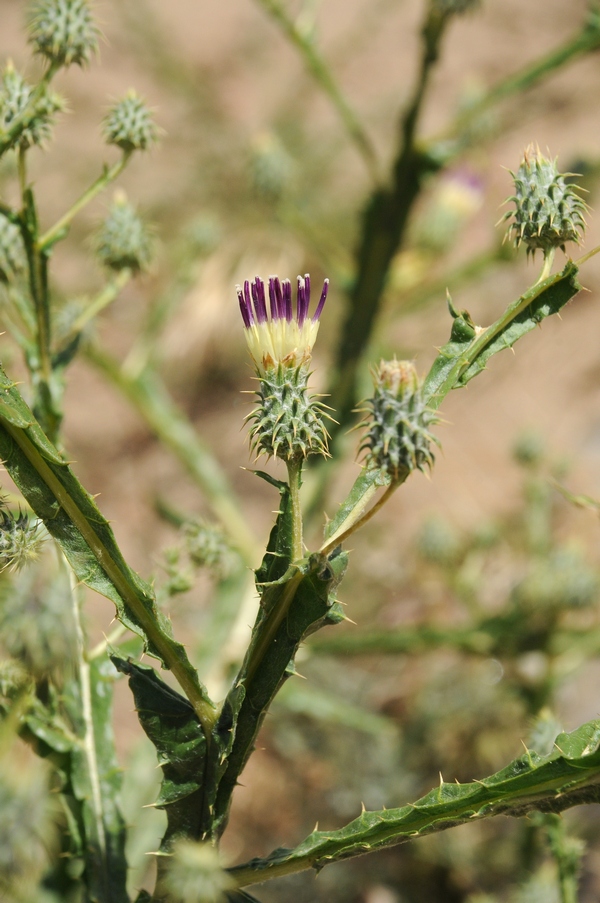 Image of Cousinia alata specimen.