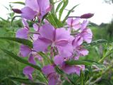 Chamaenerion angustifolium. Часть соцветия. Тамбовская обл., Петровский р-н, окр. с. Покровское, обочина дороги. 14.06.2012.