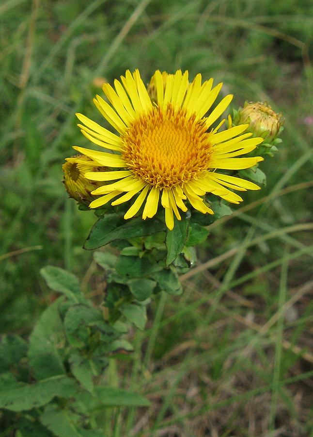 Изображение особи Inula aspera.