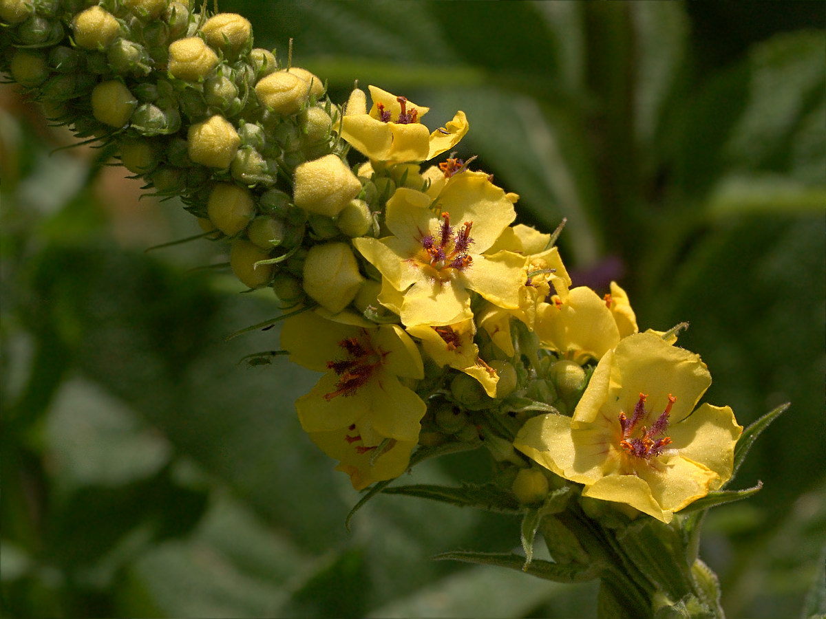Image of Verbascum nigrum specimen.