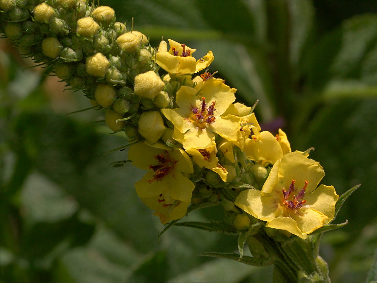 Изображение особи Verbascum nigrum.