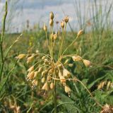 Allium paczoskianum. Соцветие. Украина, Донецкая обл., окр. г. Новоазовск, НПП \"Меотида\", солончак. 23.06.2013.