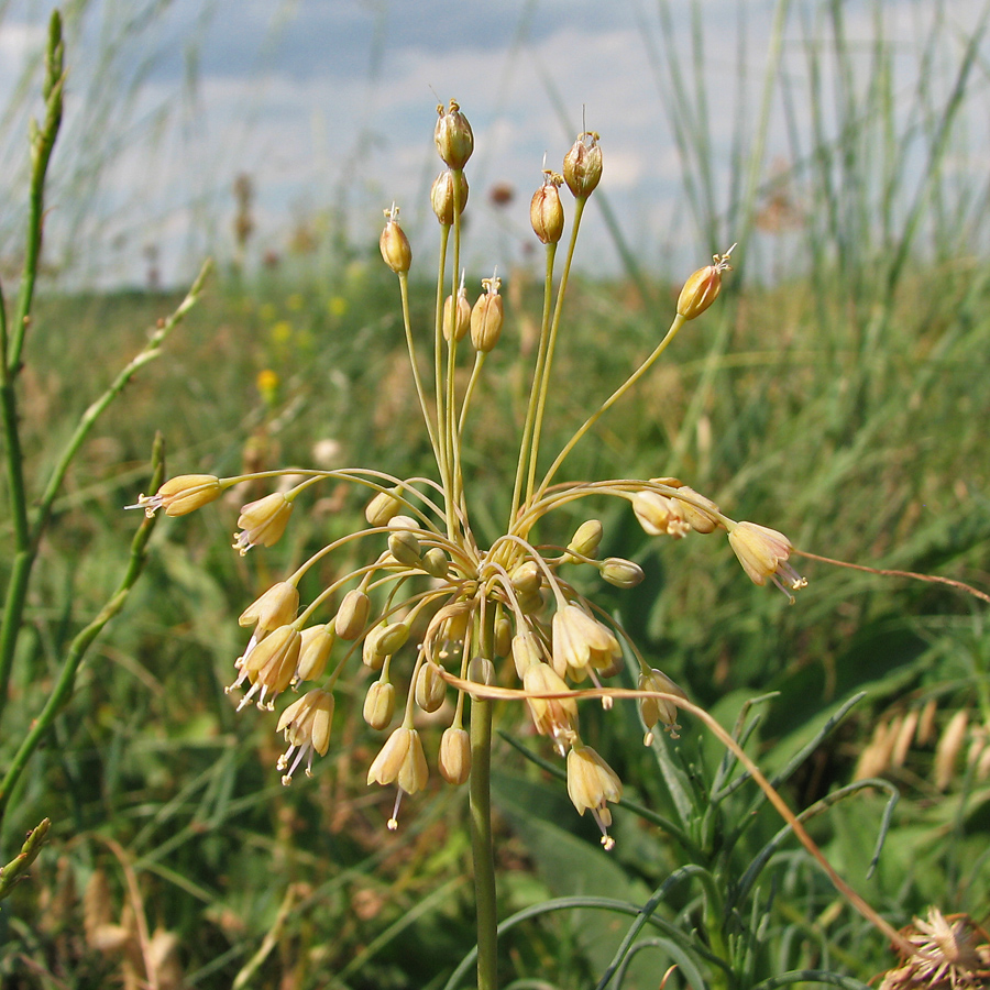 Image of Allium paczoskianum specimen.