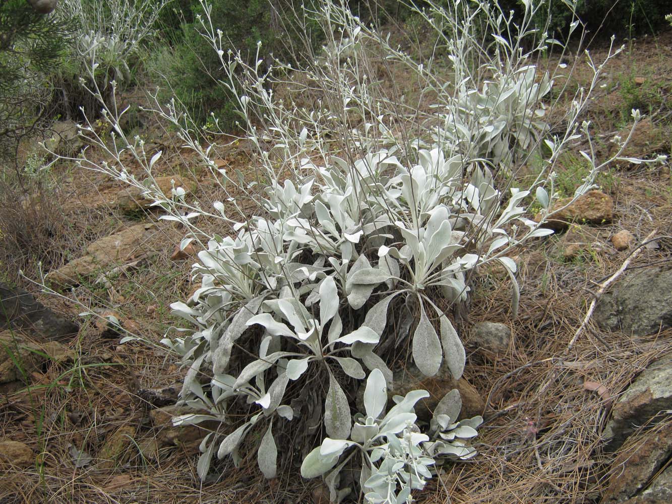 Image of genus Inula specimen.