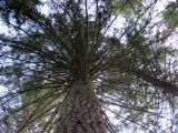 Pseudotsuga menziesii. Ствол и ветви. Финляндия, окр. г. Коувола, лесопарк \"Арборетум Мустила\". 9 июня 2013 г.