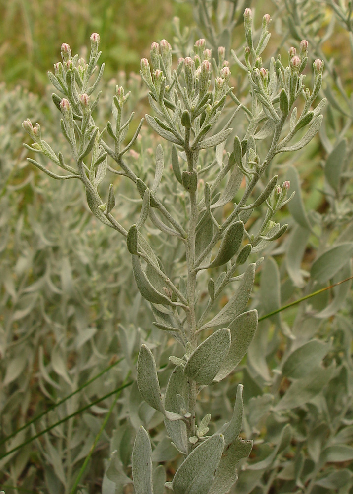 Изображение особи Galatella villosa.