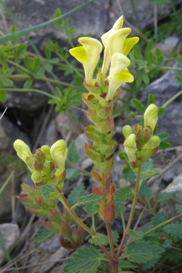 Изображение особи Scutellaria orientalis.