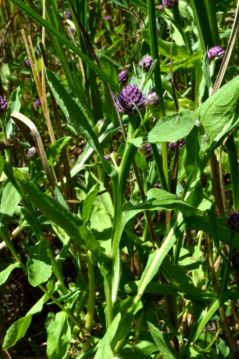 Изображение особи Sphaeranthus strobilifer.