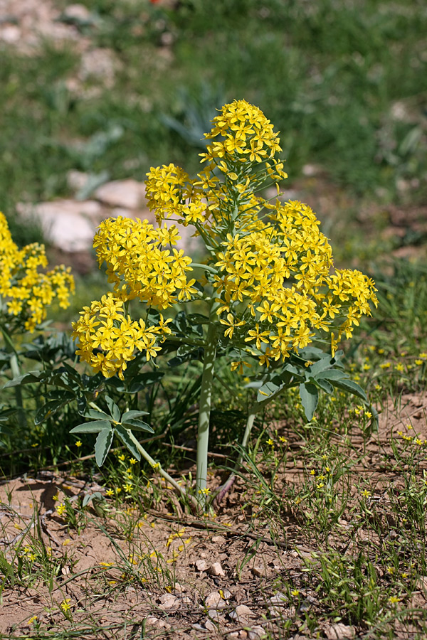 Image of Leontice ewersmanni specimen.