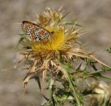 Carlina graeca