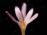 Colchicum umbrosum. Цветок. Краснодарский край, окр. г. Крымск, дубовыо-ясеневый лес, обочина горно-лесной дороги. 18.08.2013.