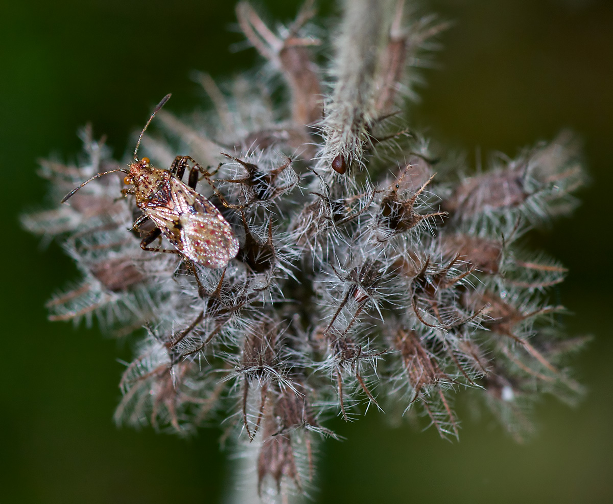 Image of Clinopodium vulgare specimen.