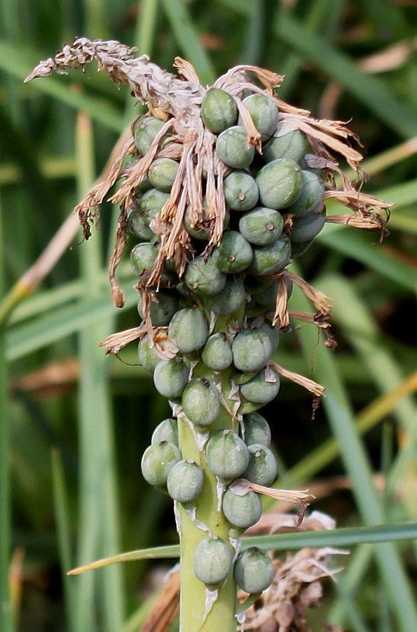 Image of Kniphofia uvaria specimen.