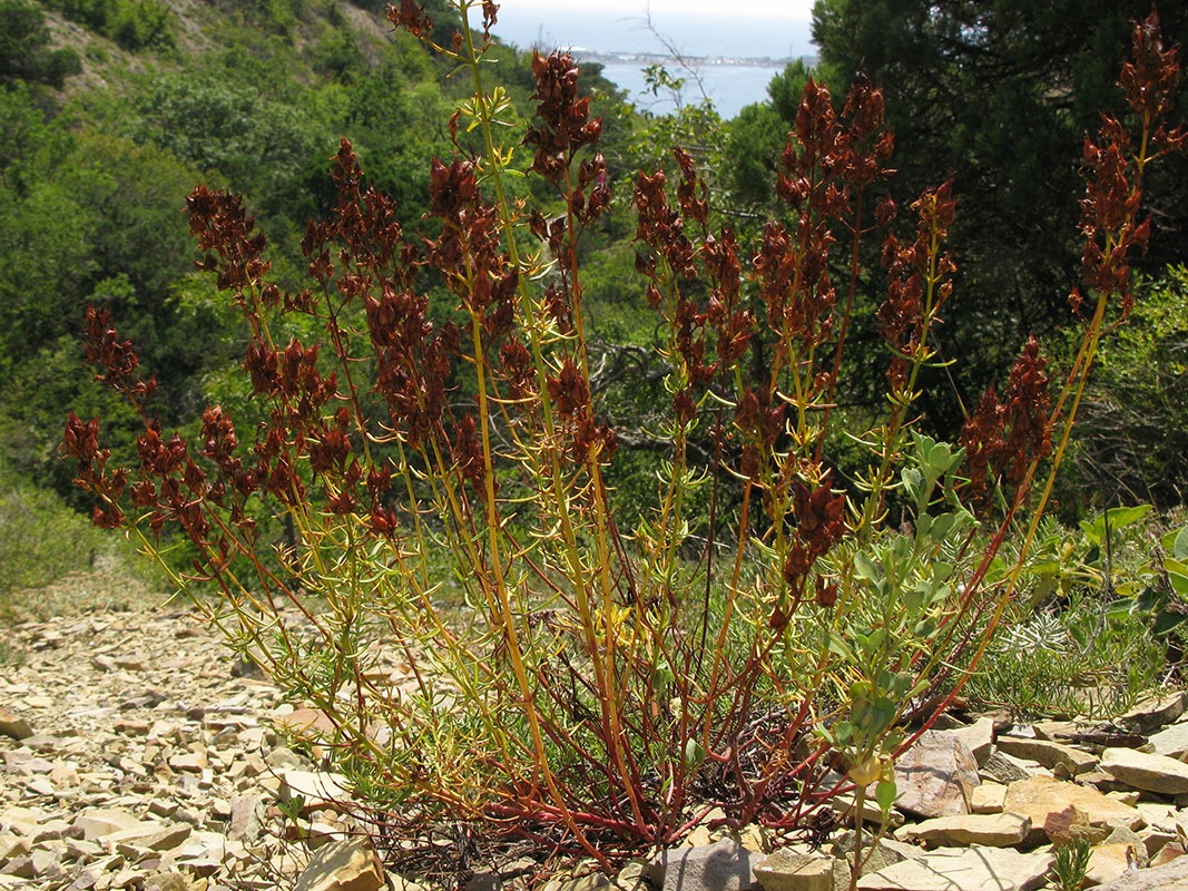 Изображение особи Hypericum lydium.