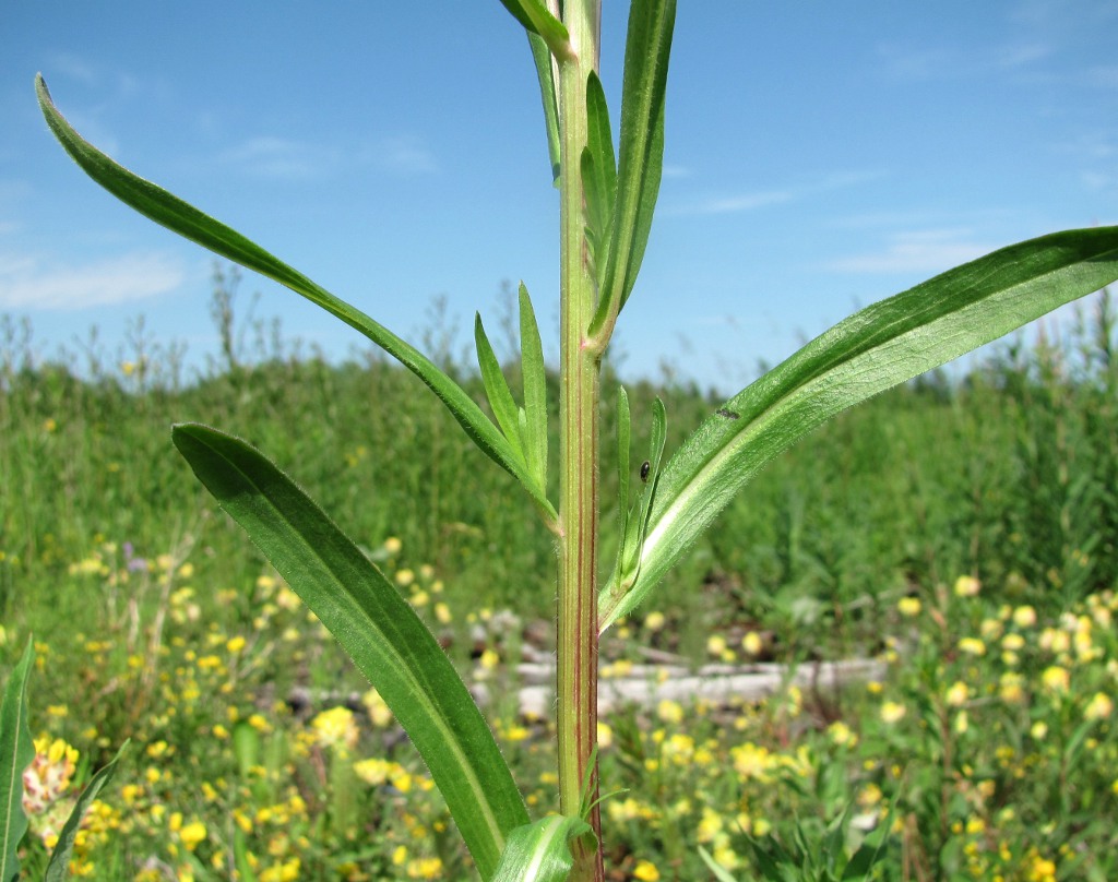 Image of Erigeron politus specimen.