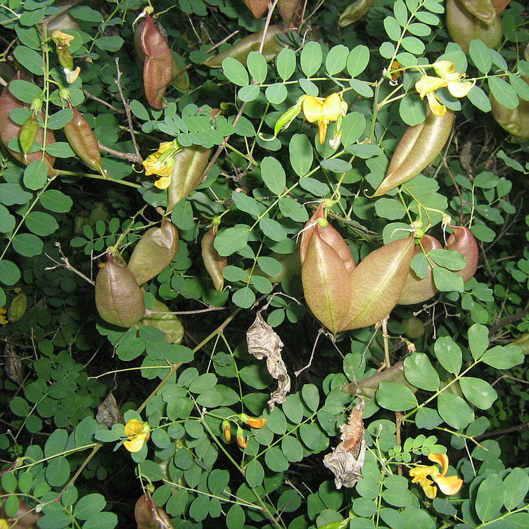 Изображение особи Colutea orientalis.