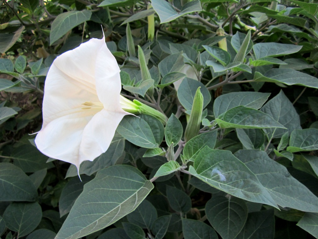 Изображение особи Datura innoxia.