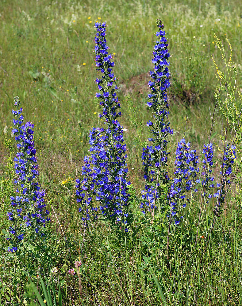 Изображение особи Echium vulgare.