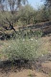 Convolvulus divaricatus. Цветущее растение. Южный Казахстан, восточная граница пустыни Кызылкум. 06.05.2013.
