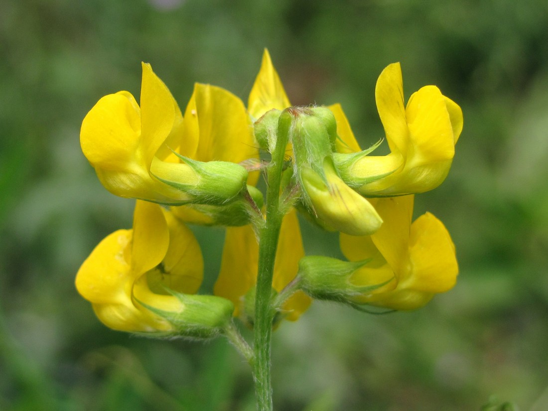 Изображение особи Lathyrus pratensis.