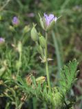 Erodium ciconium. Верхушка побега с соцветием. Крым, Севастополь, ж.-д. ст. Инкерман-2. 28 июня 2013 г.