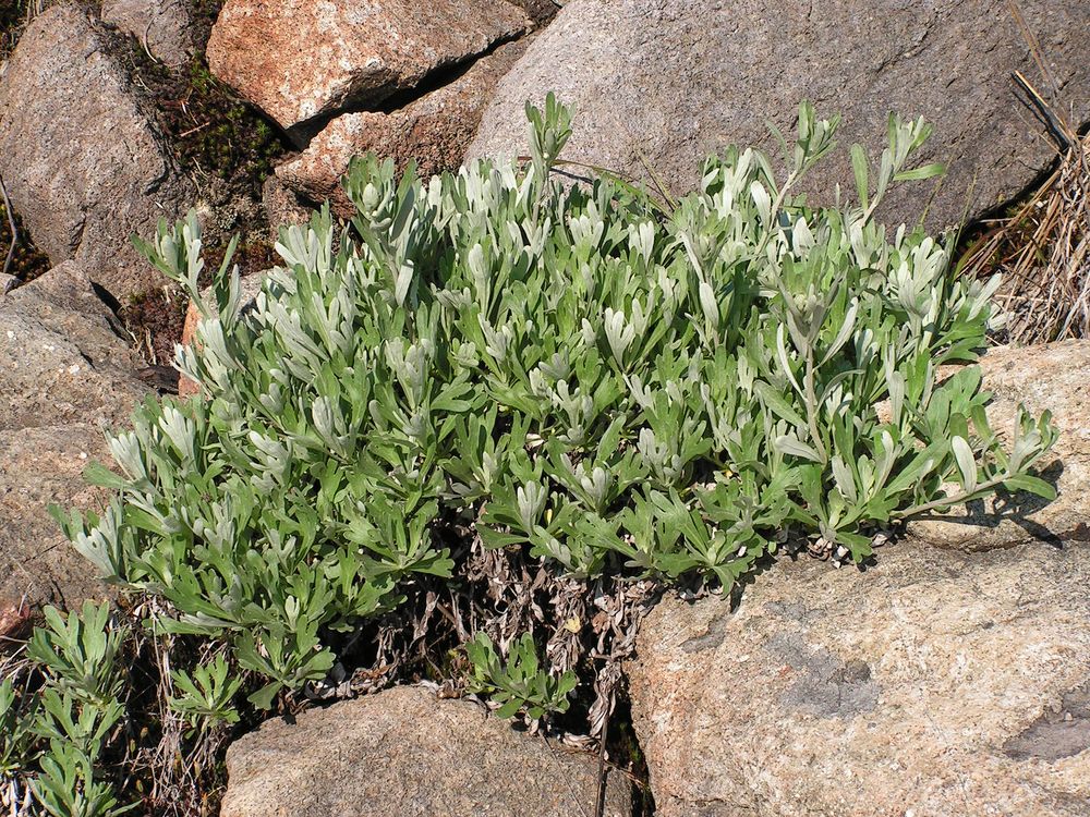 Изображение особи Artemisia lagocephala.