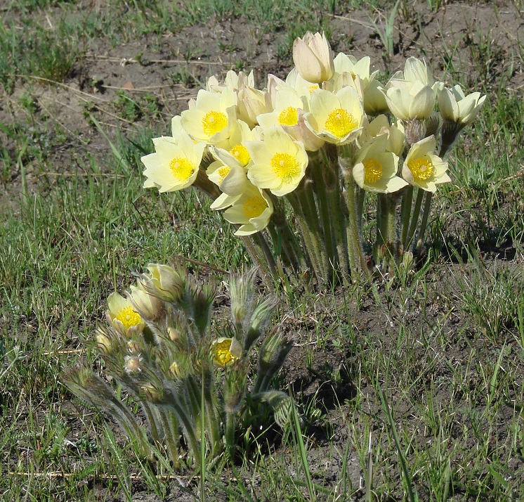 Image of Pulsatilla orientali-sibirica specimen.