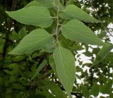 Celtis biondii