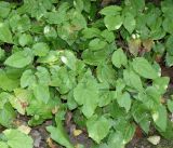 Epimedium stellulatum