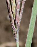 Andropogon gerardii