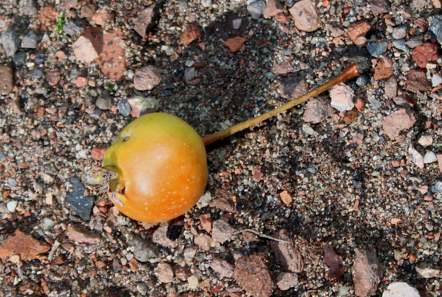 Image of genus Malus specimen.