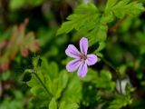 Geranium robertianum