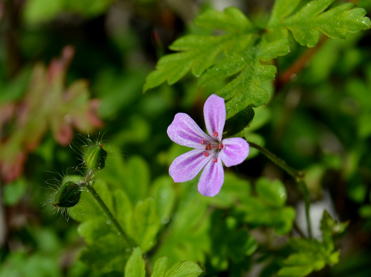 Image of Geranium robertianum specimen.