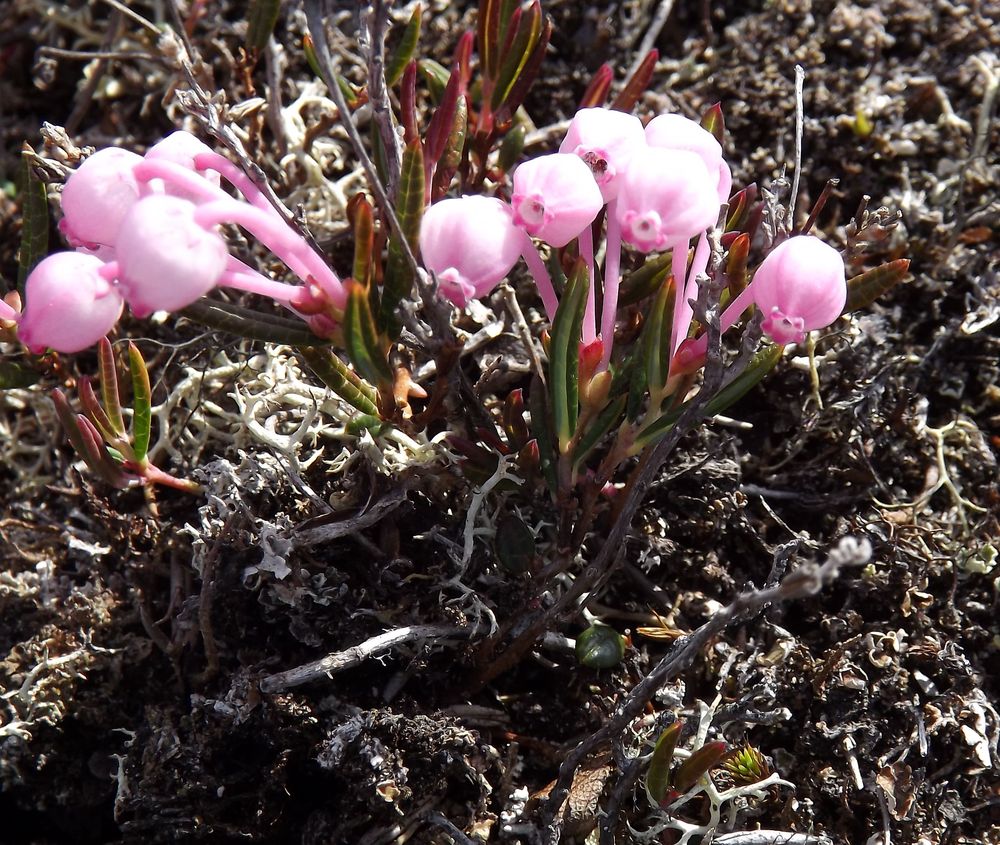 Изображение особи Andromeda polifolia.