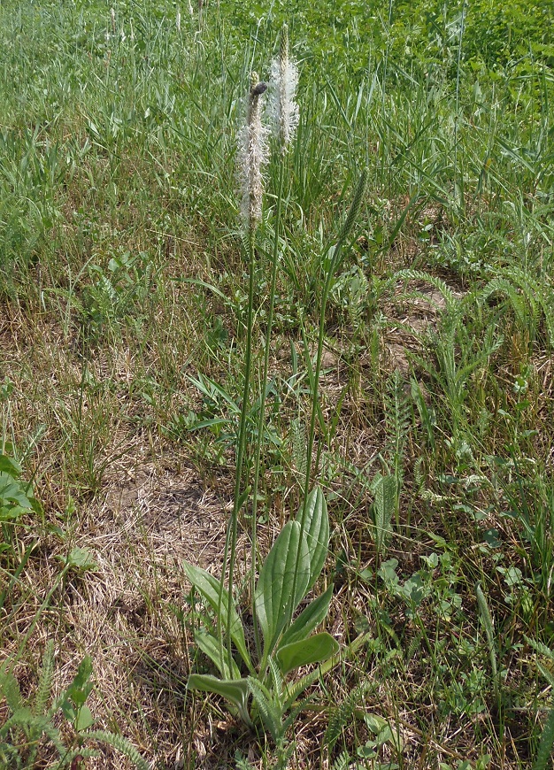 Изображение особи Plantago urvillei.