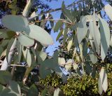 Eucalyptus perriniana. Ветки в средней части растения ('Spinning Gum'). Германия, г. Дюссельдорф, Ботанический сад университета. 02.03.2014.