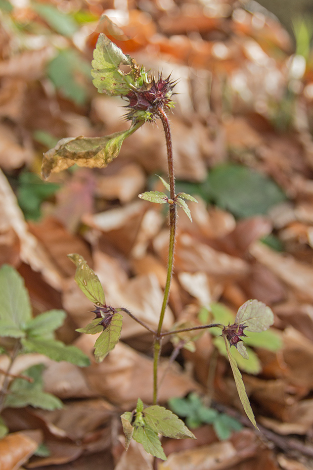 Image of Galeopsis bifida specimen.