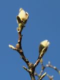 Magnolia × soulangeana. Веточка с бутонами и вегетативными почками ('Lennei'). Германия, г. Дюссельдорф, Ботанический сад университета. 10.03.2014.