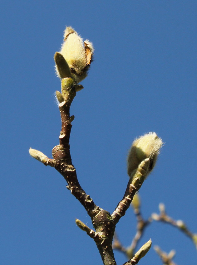 Изображение особи Magnolia &times; soulangeana.