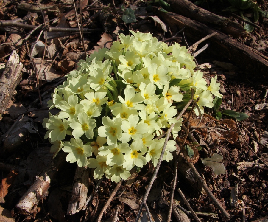 Изображение особи Primula vulgaris.