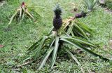 Ananas comosus. Плодоносящее растение. Таиланд, провинция Краби, окр. г. Краби. 16.12.2013.