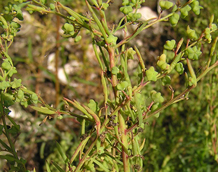 Изображение особи Suaeda glauca.