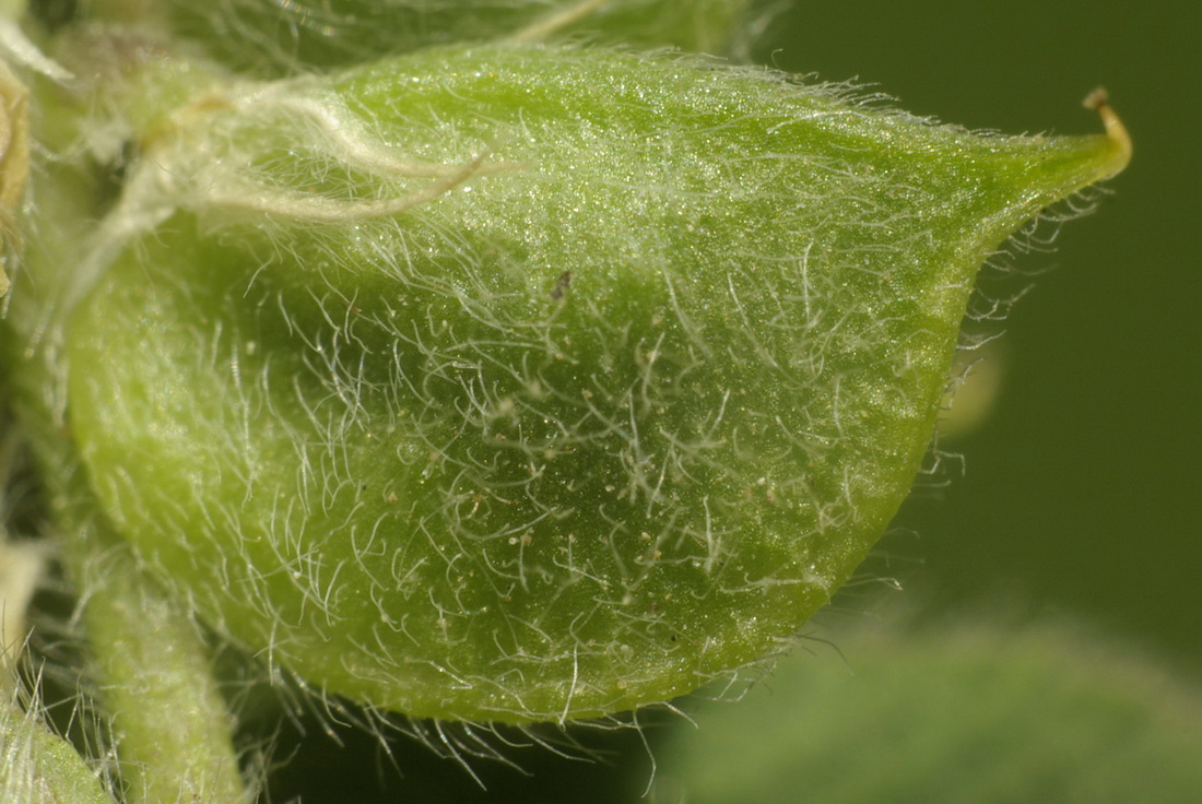 Image of Melilotoides brachycarpa specimen.