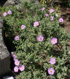 genus Cistus