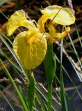 Iris pseudacorus