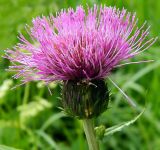 Cirsium heterophyllum