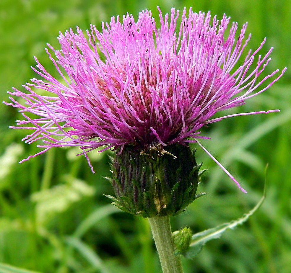 Image of Cirsium heterophyllum specimen.